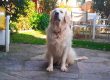 Hoteles que admitan mascotas laredo