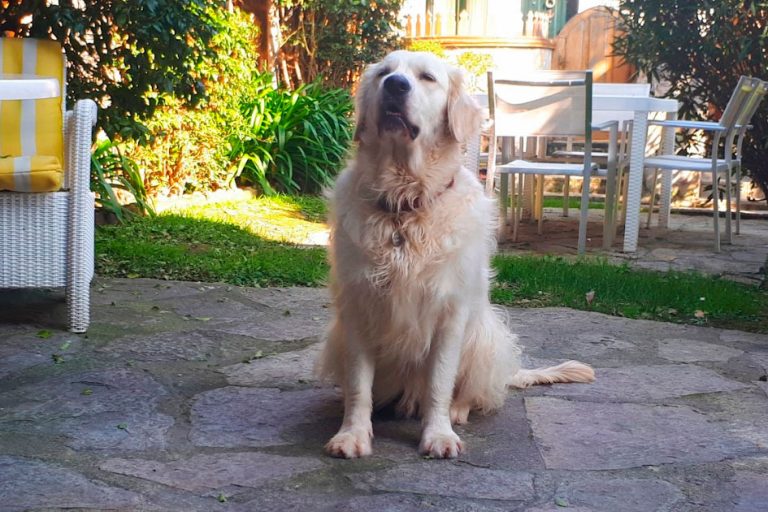 Hoteles que admitan mascotas laredo